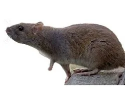 aa