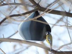 Bird Feeder – Simple Hanging Model - Free 3D Print Model