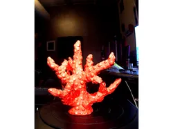 Coral (Smaller) (Perfected Scan)