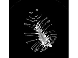 CT Scanned PineCone from Japan
