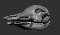 Platypus Skull 3d Print 3D print model