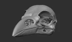 Raven Skull 3D print model