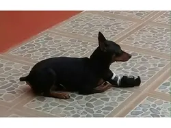 Forelimb prosthetics