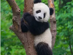 Cute Panda Bear - Free 3D Print Model