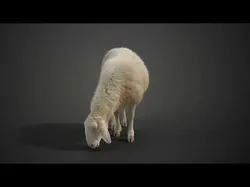 Adult Assaf Sheep02 With 4 Animations  VFX Grace 3D model