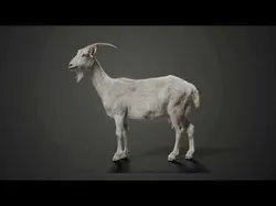 Goat 01 Animated VFX Grace 3D model