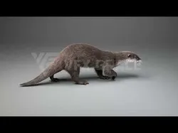 Lutra Animation  Blender 3D Model 3D model