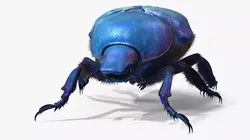 Bright Carapace Scarab Blue Fur for Maya 3D model