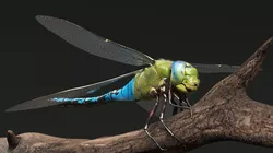 Dragonfly Fur Set Animated Rigged For Maya 3D model