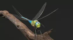 Dragonfly Landing Fur Animated Rigged For Maya 3D model
