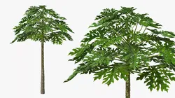 Giant Tropical Herbaceous Papaya Green 3D model