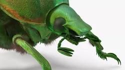 Glossy Scarab Green Fur for Cinema 4D 3D model