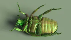 Glossy Scarab Green Fur for Maya 3D model