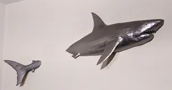 Great white shark wall mount