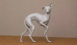 Italian Greyhound Dog 3D print model