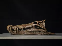 Kaprosuchus Skull  3D print model