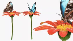 Morpho Peleides Butterfly on Tithonia Red Torch Fur 3D model