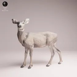 Mule Deer doe