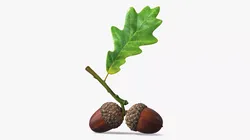 Oak Acorn Plant Branch with Leaf Brown Green 3D model
