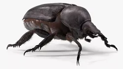 Scarab Beetle Black Fur for Cinema 4D 3D model