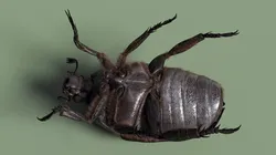 Scarab Beetle Black Fur for Maya 3D model