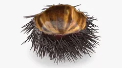 Sea Urchin Shell with Spines 3D model