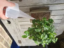 Small watering can - easy to print