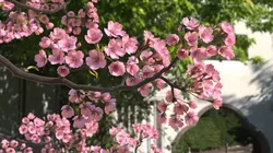 Somei Yoshino Sakura Cherry Blossom Branch Pink 3D model