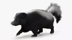 Striped Skunk Fur Rigged For Blender Animated Set 3D model