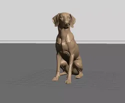 Weimaraner  noble  Elegant Dog Sculpture 3D print model