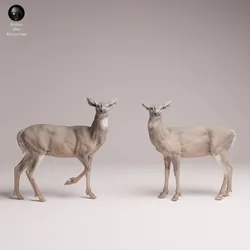 White-tailed Deer does