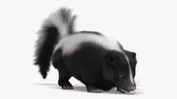 Wild Skunk Eating Fur Animated Rigged For Blender 3D model
