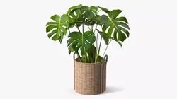 Woven Plant Basket with Monstera Brown 3D model