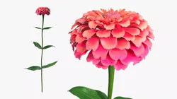 Zinnia Elegans Flower Pink Fur 3D model