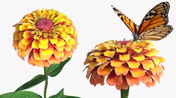 Zinnia Flower with Monarch Butterfly Orange Fur 3D model