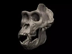 Gorilla Skull 3D print model