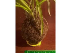 Porta Kokedama planter