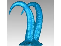 Horns and horn base of a Chamois (Rupicapra rupicapra rupicapra)