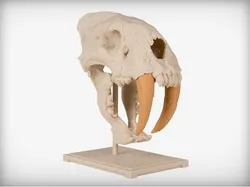 Saber-Toothed Cat Skull