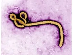 The Ebola Virus....