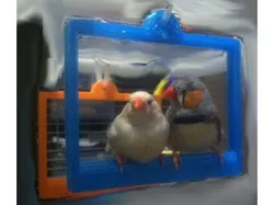 Bird Cage Swing for Two Birds