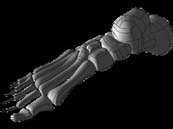 Skeleton