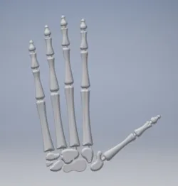 Skeleton Hand