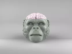 Indiana Jones Temple of Doom Chilled Monkey Brains 3D print model