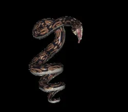 Snake Python