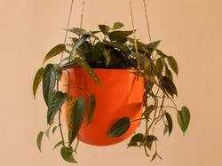 The Capsule Planter - Free 3D Print Model