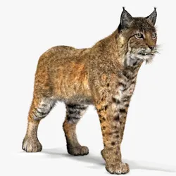 Animated Bobcat Fur Lynx Rufus