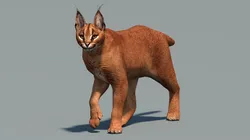 Animated Caracal Low Poly