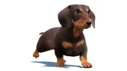 Animated Dachshund Dog Fur