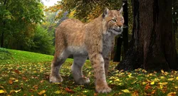 Animated Eurasian Lynx Fur